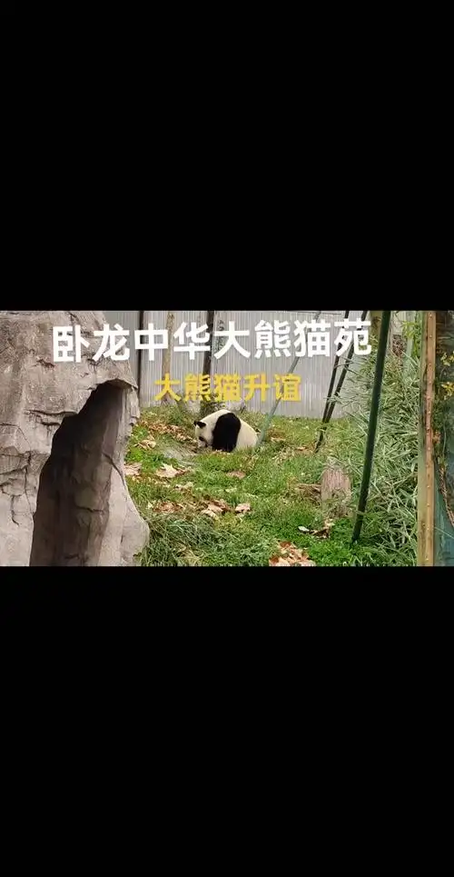 2024太原动物园大熊猫回来了吗 - 抖音