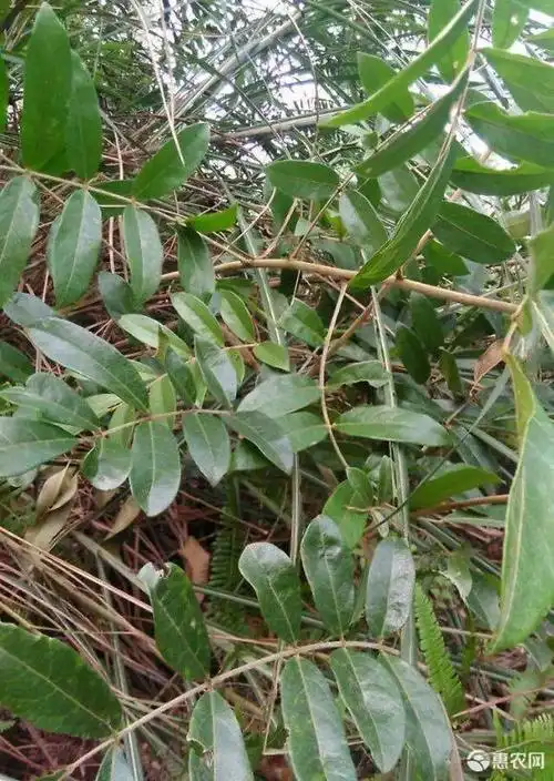 [牛大力批发] 大叶牛大力价格16元/公斤 - 惠农网