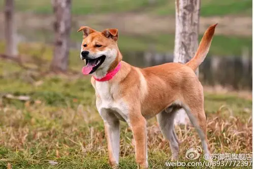 土狗之死的深思:我为什么不吃狗肉(必转)