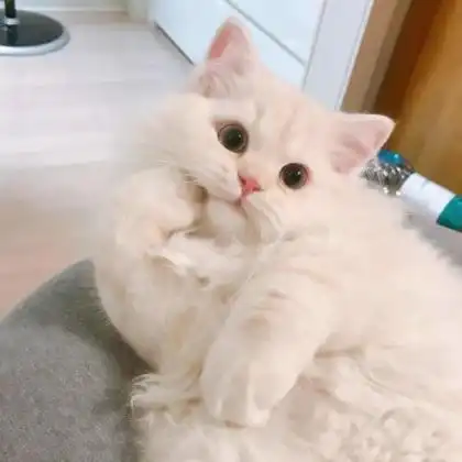 头像宠物可爱 高清好看的头像图片动物可爱_动物头像_头像屋