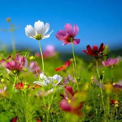 五颜六色的鲜花头像图片