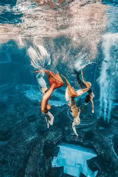 视频首届中国美人鱼表演赛男美人鱼夺双料冠军