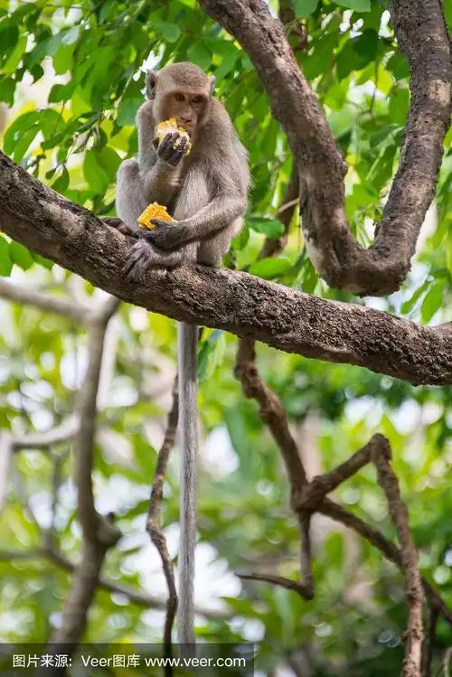猴子在树上吃东西