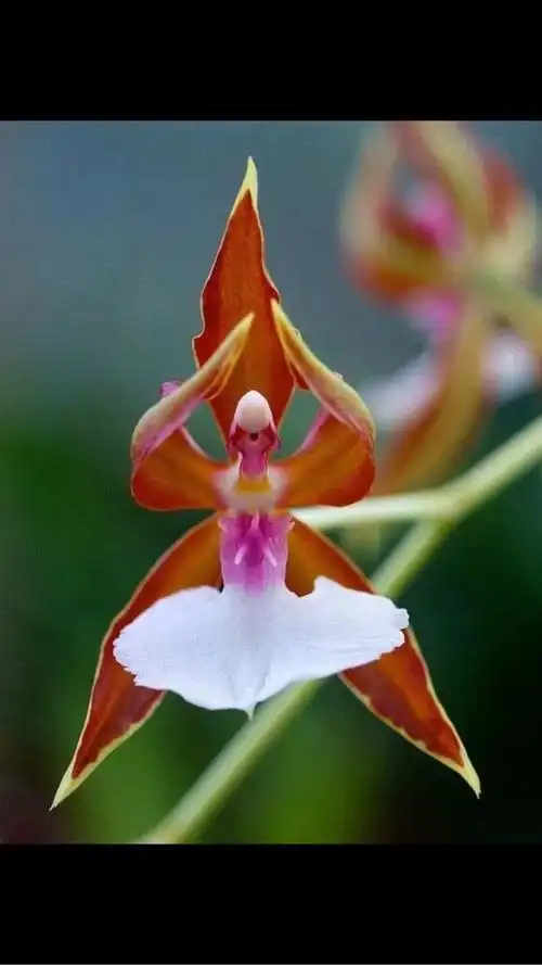 稀世奇花值得一看