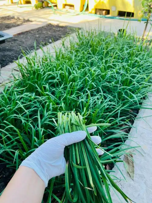 割韭菜