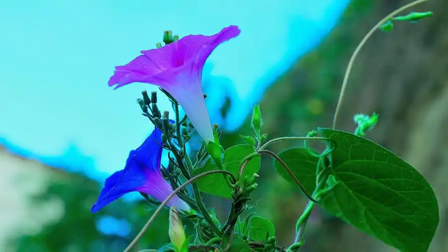 好看的牵牛花图片