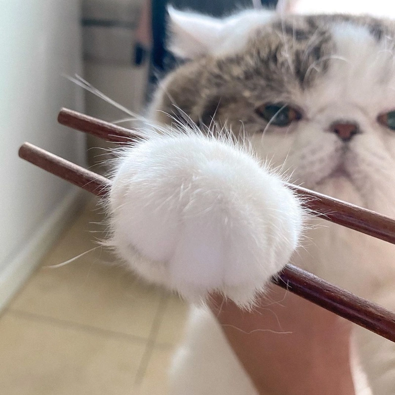 包子那么大的猫爪你吸不吸