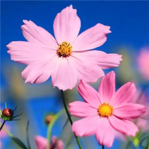 花开富贵头像 适合妈妈们用的高清好看花开富贵图片微信头像