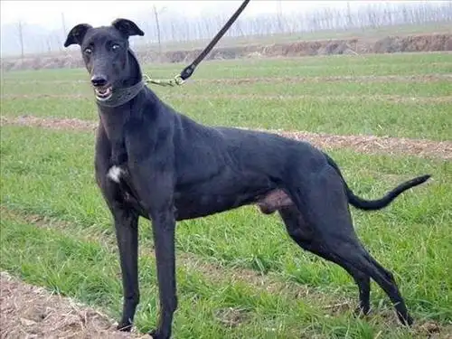 进来看看你家的格力犬什么血统