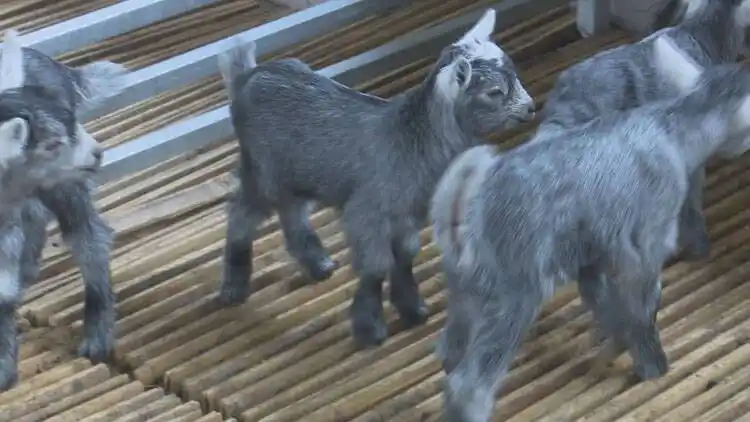 在菏泽市单县青山羊保种育种创新示范基地内,技术场