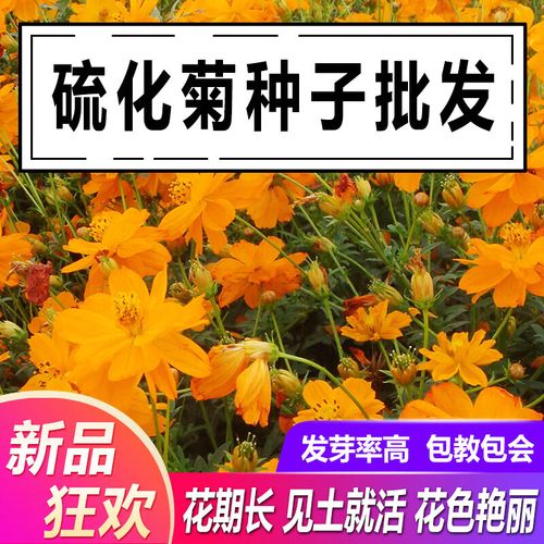 花之然硫华菊种子硫化菊花种籽子四季播种花卉种孑黄秋英 硫化菊种子