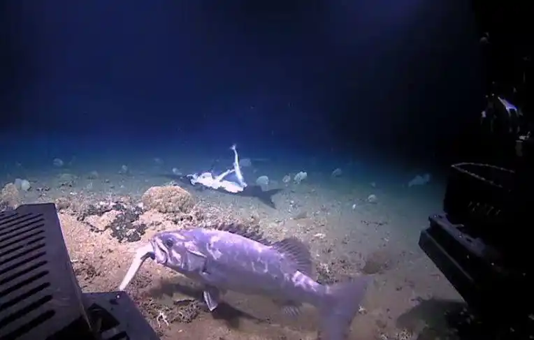 深海角鲨罕见狂啃剑鱼尸体不料被大鱼伏击一口吞下肚