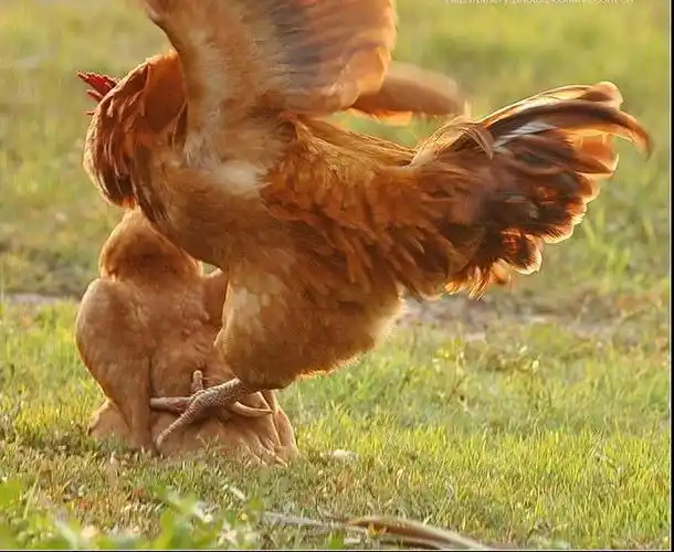 为什么母鸡没有公鸡,却能天天下蛋?