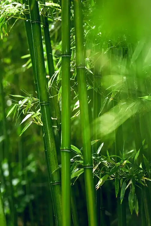 竹子图片下载