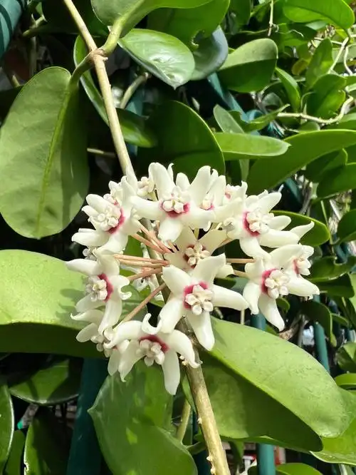 白色的花花都好香