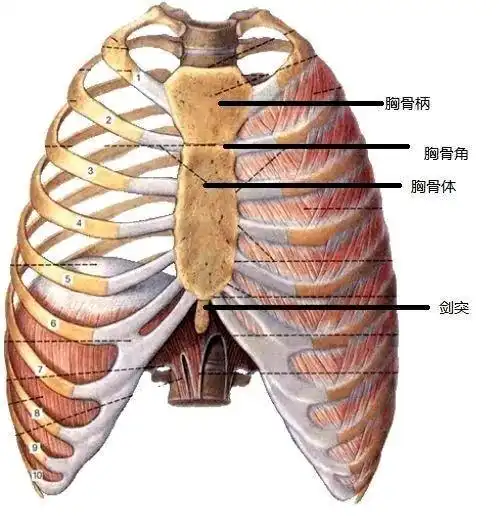 因为肋骨骨架比较小,弯曲程度会比较大.