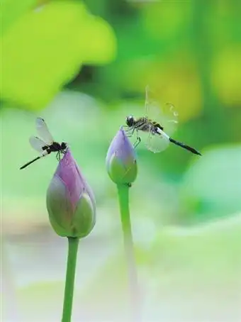 蜻蜓飞舞荷花间. □张伟忠 摄