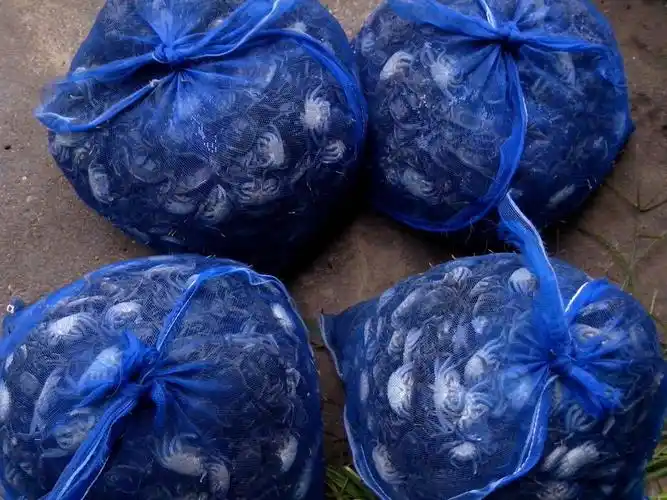 蟹苗批发出售 量大优惠优质河蟹苗 大闸蟹蟹苗 螃蟹种苗