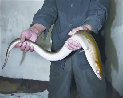 一条泥鳅3斤重体长超过二尺一