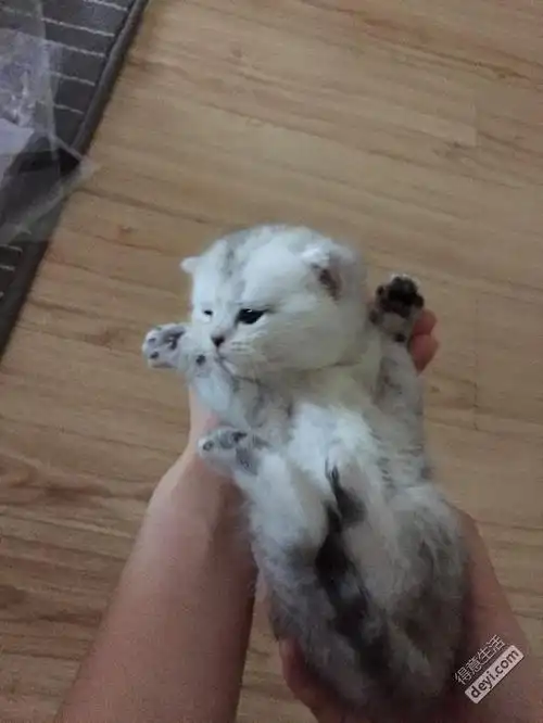 【折耳猫】家养折耳猫幼崽诚意出售