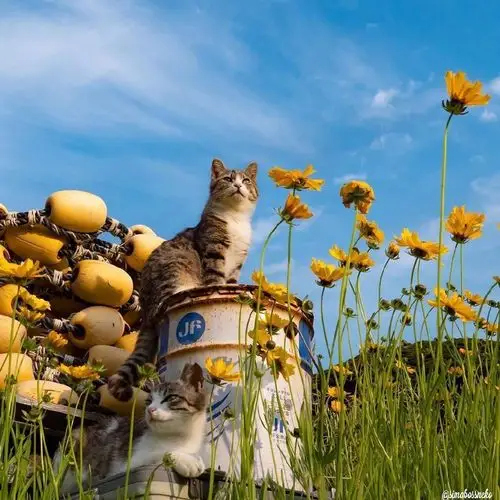 暖心治愈系早安心语文案句句清爽干净配好看的图片