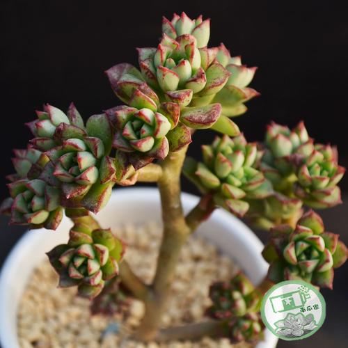 酥皮鸭 小老桩 多肉植物 |盆景欣赏|大粗腿和小细腿的多肉花园