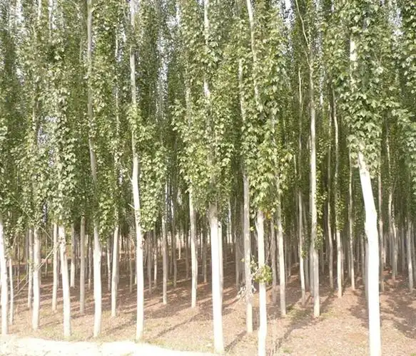 甘肃中川苗木基地销售的新疆杨产品