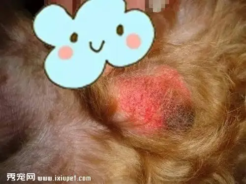 阴囊炎通常有3种类型1,红斑型对称分布于阴囊二侧,约3×4cm大小,边缘