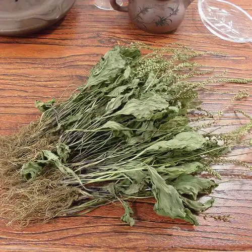 车前草整棵深山新鲜车轮凉茶中草药益目养生茶平其他药食同源食品