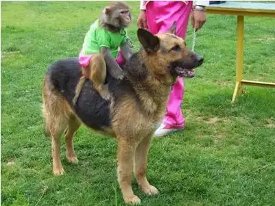 猴1992跟狗1994相配吗 1992年属猴的男与1994年属狗女