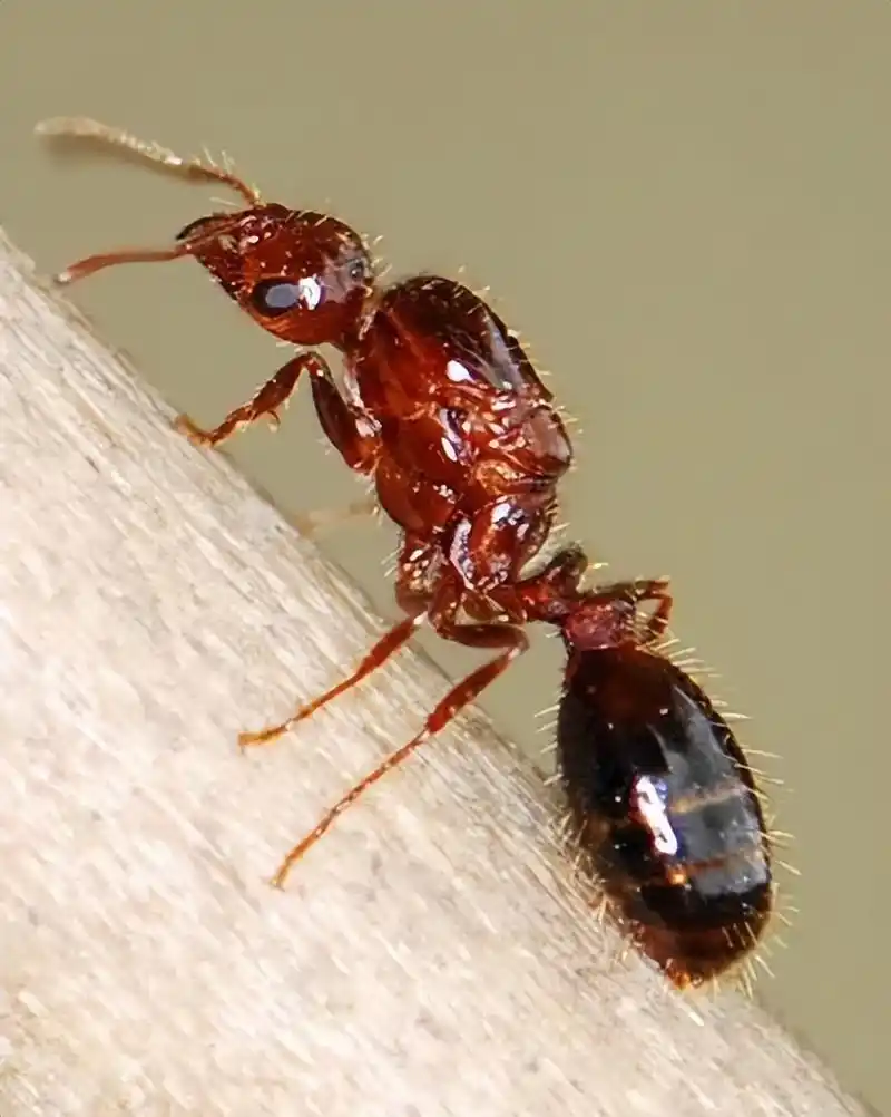 7年新入侵344个县市区,红火蚁为何难防?