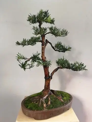 罗汉松盆景洗洗澡,价格径直往上跑