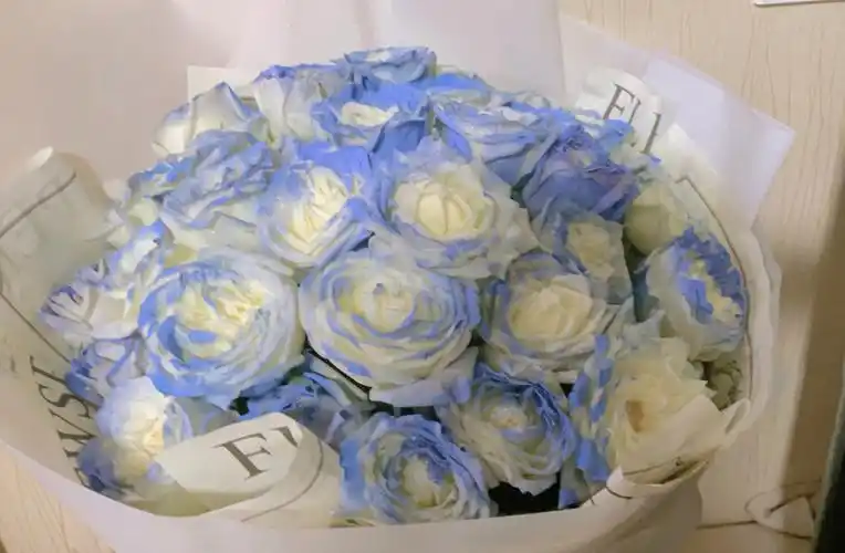 密歇根碎冰蓝玫瑰