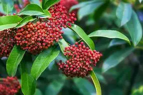 果实红色的玉兰花红色的蜻蜓两朵红色的虎刺梅红色的小屋海桐花红色的