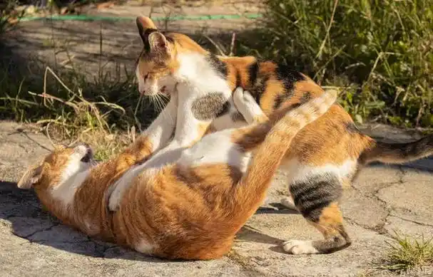 两只猫打架怎么办