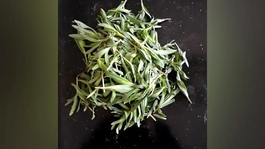 我们这里都叫山马菜,昨天山上采的,好吃