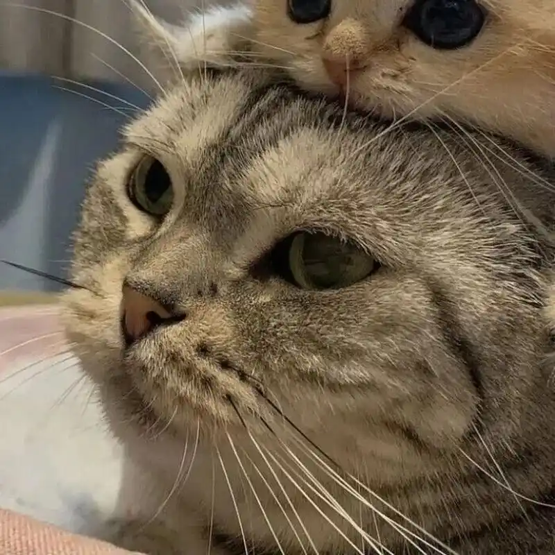 情头猫猫9315 好适合当情头啊! #情侣头像# #头像# #猫