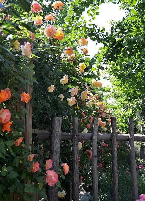 篱笆上的蔷薇花