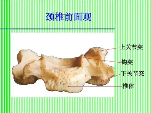 刚学会上传 颈椎前面观 上关节突 钩突 下关节突 椎体