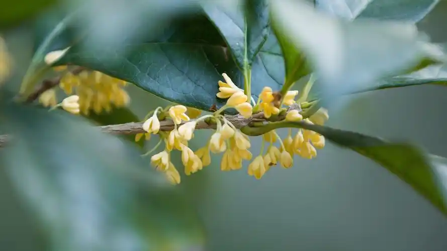 清新淡雅的桂花图片桌面壁纸