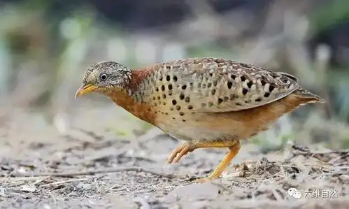 原创贵州山中不明龙吟声源,初步认定鸟叫声,听听黄脚三趾鹑奇特鸟声