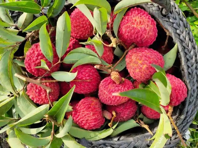 夏日炎炎荔枝真甜