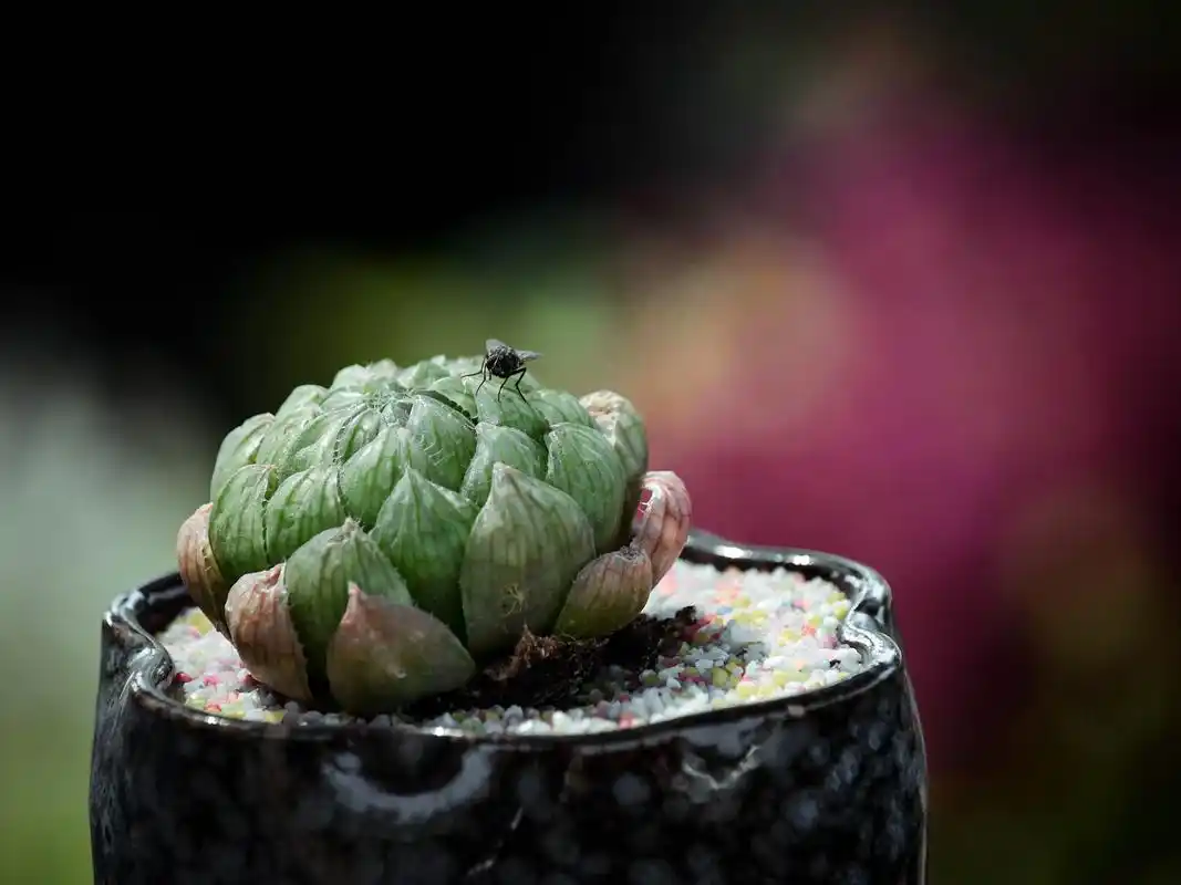 我和海南的约惠 多肉可爱的多肉是很多花友的心头好,一般多 - 抖音