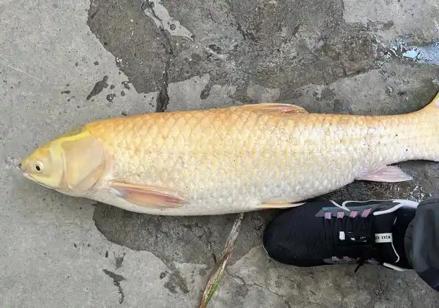 钓友钓上金色草鱼,来自战斗民族的鱼种,据说比本土草鱼还要好吃
