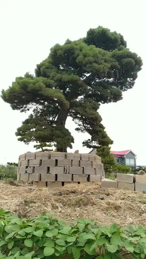 一棵200年的日本黑松地景树,主题公园,公司机关必备,喜欢的加关注