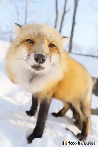 冰天雪地里的胖狐狸赤狐和雪景真的是绝配