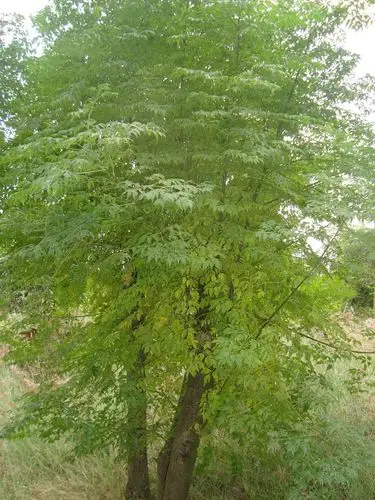 翠绿颜色,叶形奇特的小乔木,不知树名,求助于网友