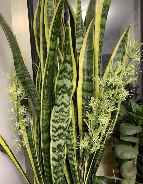 6,7月养虎皮兰,5个要点,做到位,不施肥也能出新芽