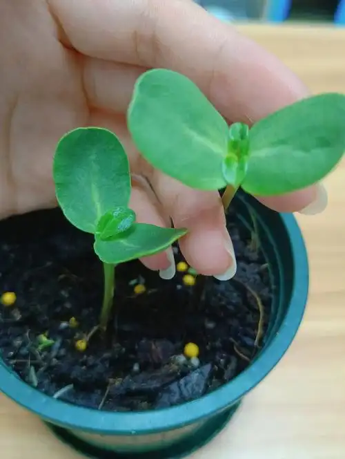 向日葵小苗成长记录