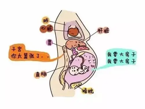 怀孕8个月时,增大的子宫已达腹腔,子宫底部位于剑突与脐之间.